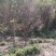 中国阿里山樱花产地直销