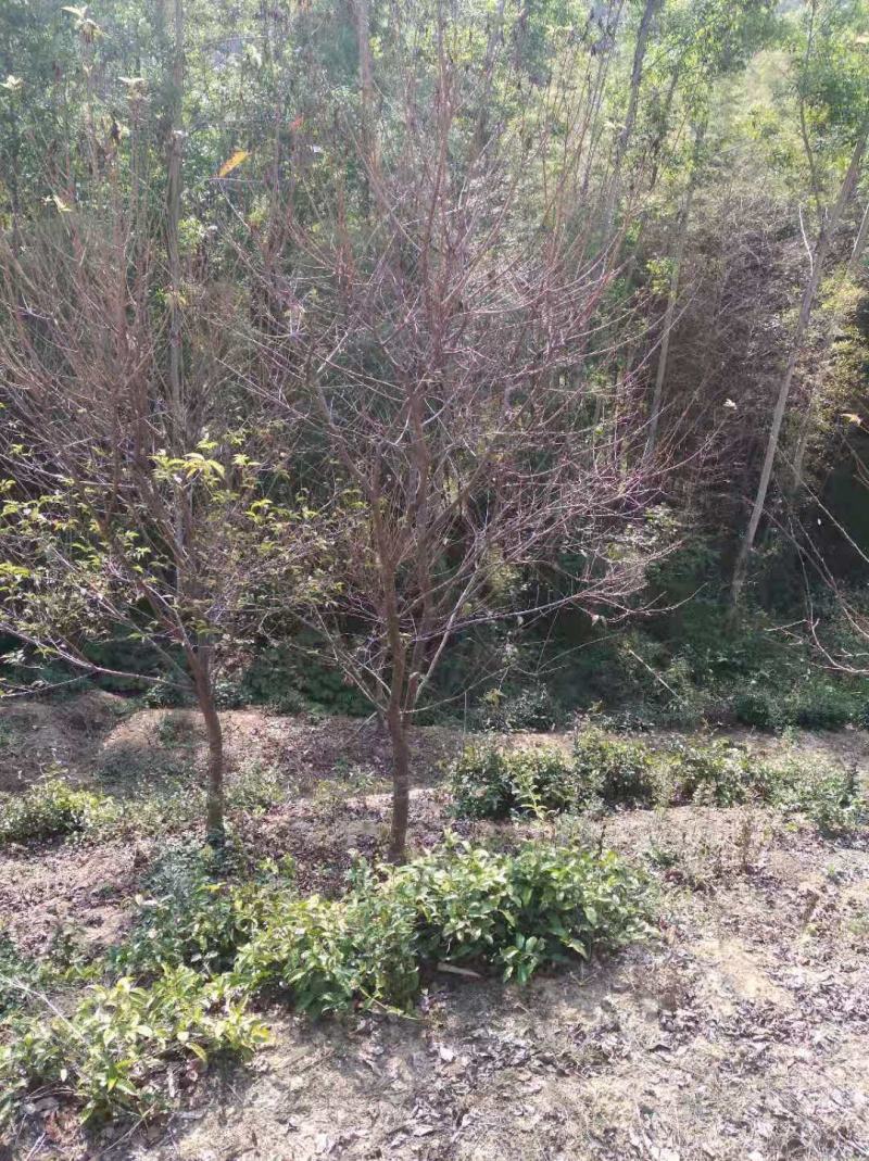 中国阿里山樱花产地直销