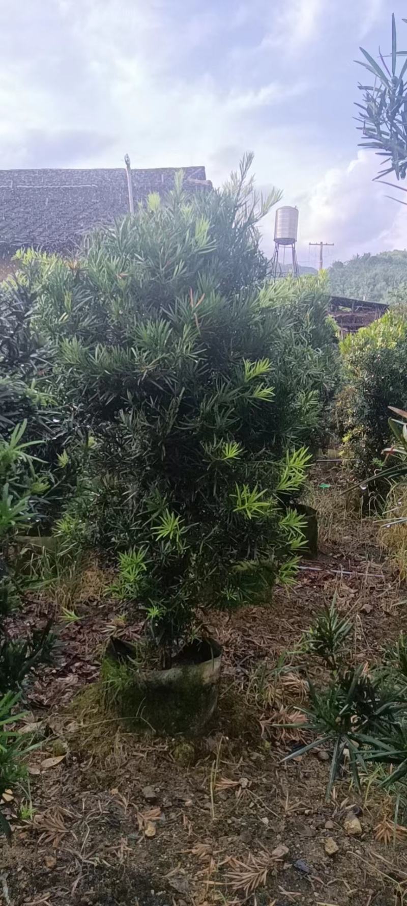 罗汉松