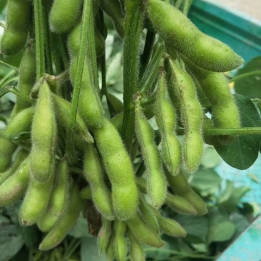 翠绿宝毛豆-基地直供-保证质量-货源充足