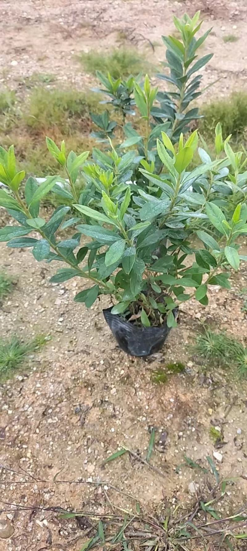 毛杜鹃漳州市基地直销