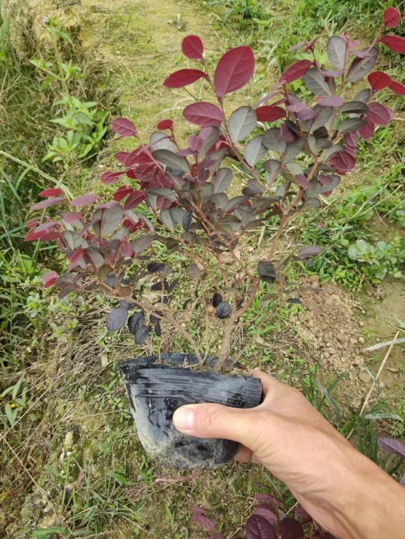 红花继木苗