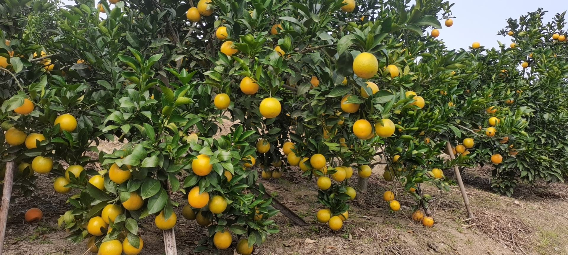 图片中展示的是江安夏橙果园的真实场景,阳光透过绿叶洒在金黄色的果实上,呈现出一派丰收景象 江安夏橙果园实景