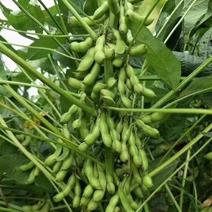 翠绿宝毛豆～基地直供～保证质量～价格合理。