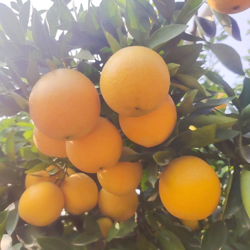 纽荷尔、脐橙产地直供果面光滑口感清甜多汁一手货源价格美丽