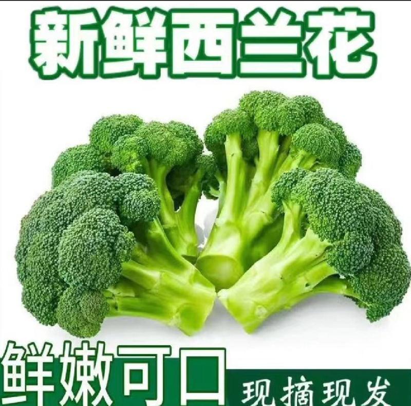西兰花优质西兰花个头均匀颜色深绿色花球高圆型