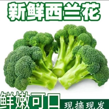 西兰花优质西兰花个头均匀颜色深绿色花球高圆型