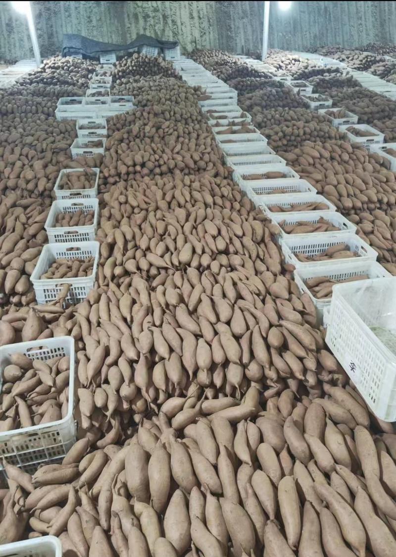 饶阳大量红薯龙薯九，块形好，皮毛亮保证质量发往全国各地