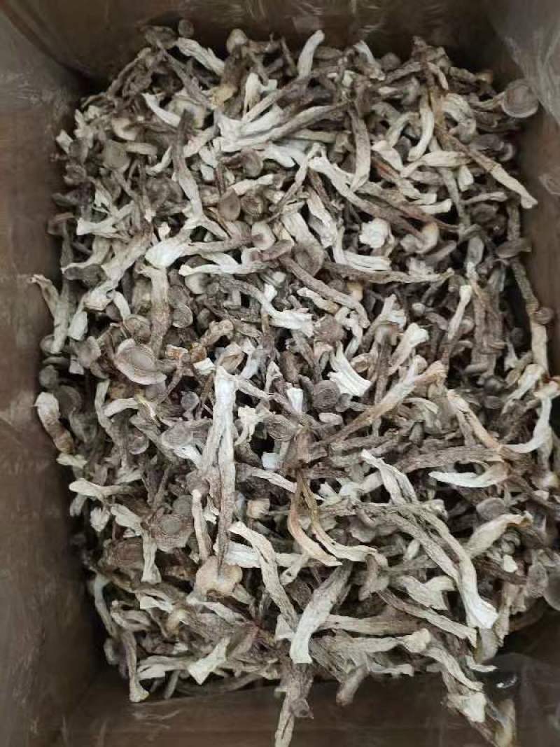 精品鹿茸菇，大量有货，品质保证产地直发，可视频看货
