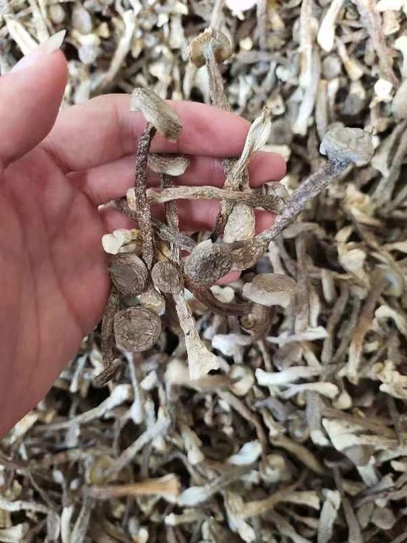 精品鹿茸菇，大量有货，品质保证产地直发，可视频看货
