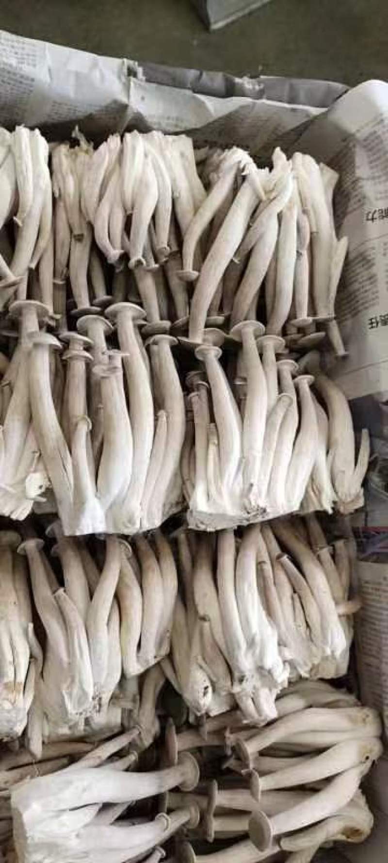 精品鹿茸菇，大量有货，品质保证产地直发，可视频看货
