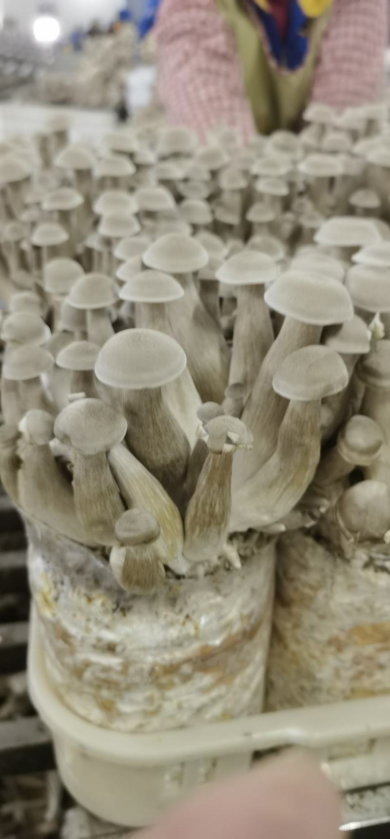 精品鹿茸菇，大量有货，品质保证产地直发，可视频看货