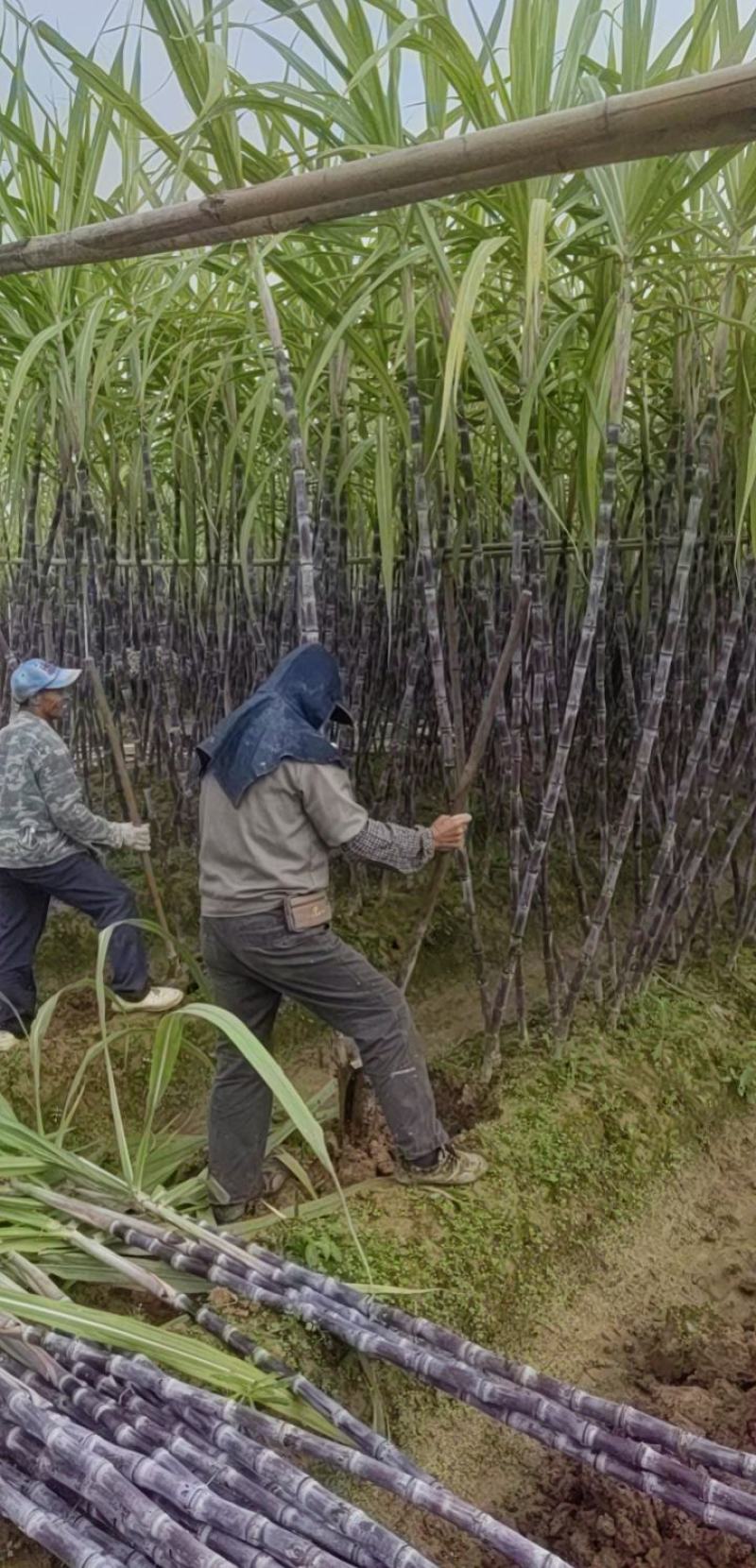 【产地批发】广西特产黑皮甘蔗和种苗地头选购也可以视频看货