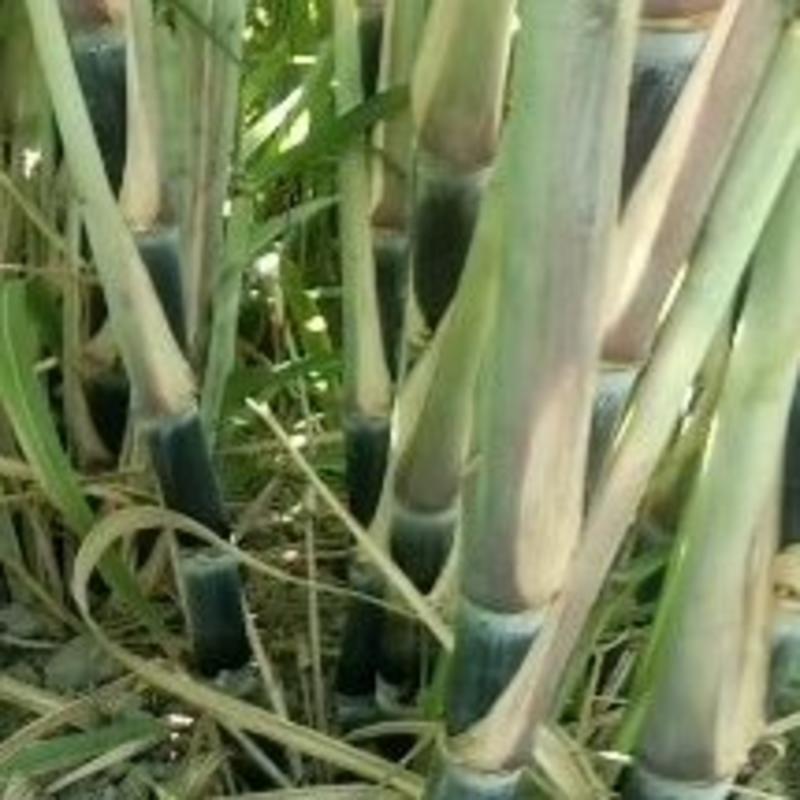 【产地批发】广西特产黑皮甘蔗和种苗地头选购也可以视频看货