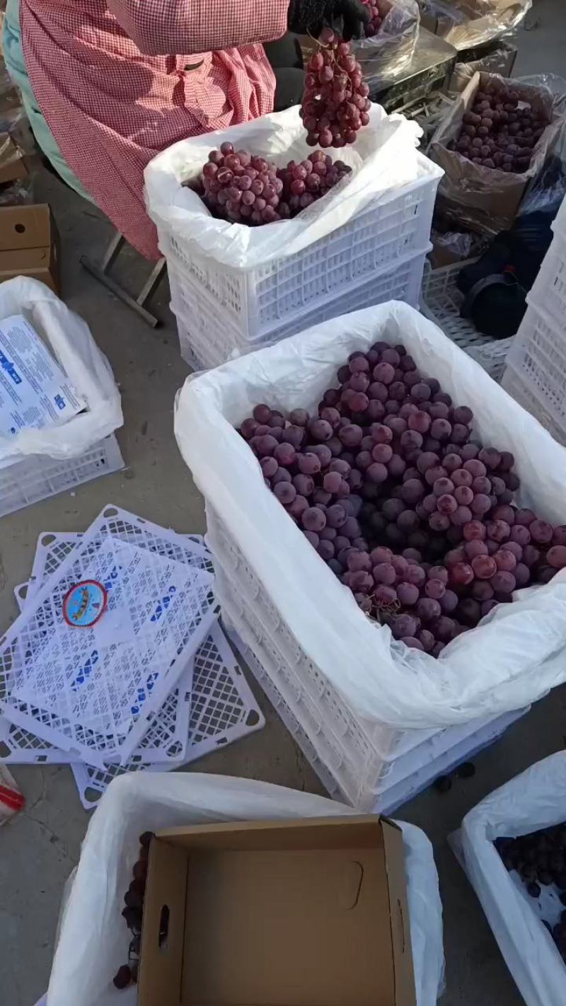 葡萄河北8611无核葡萄大棚无核葡萄海量货源产地直供