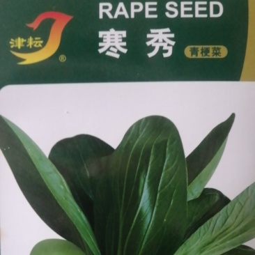 耐寒耐抽苔寒秀青梗油菜种子