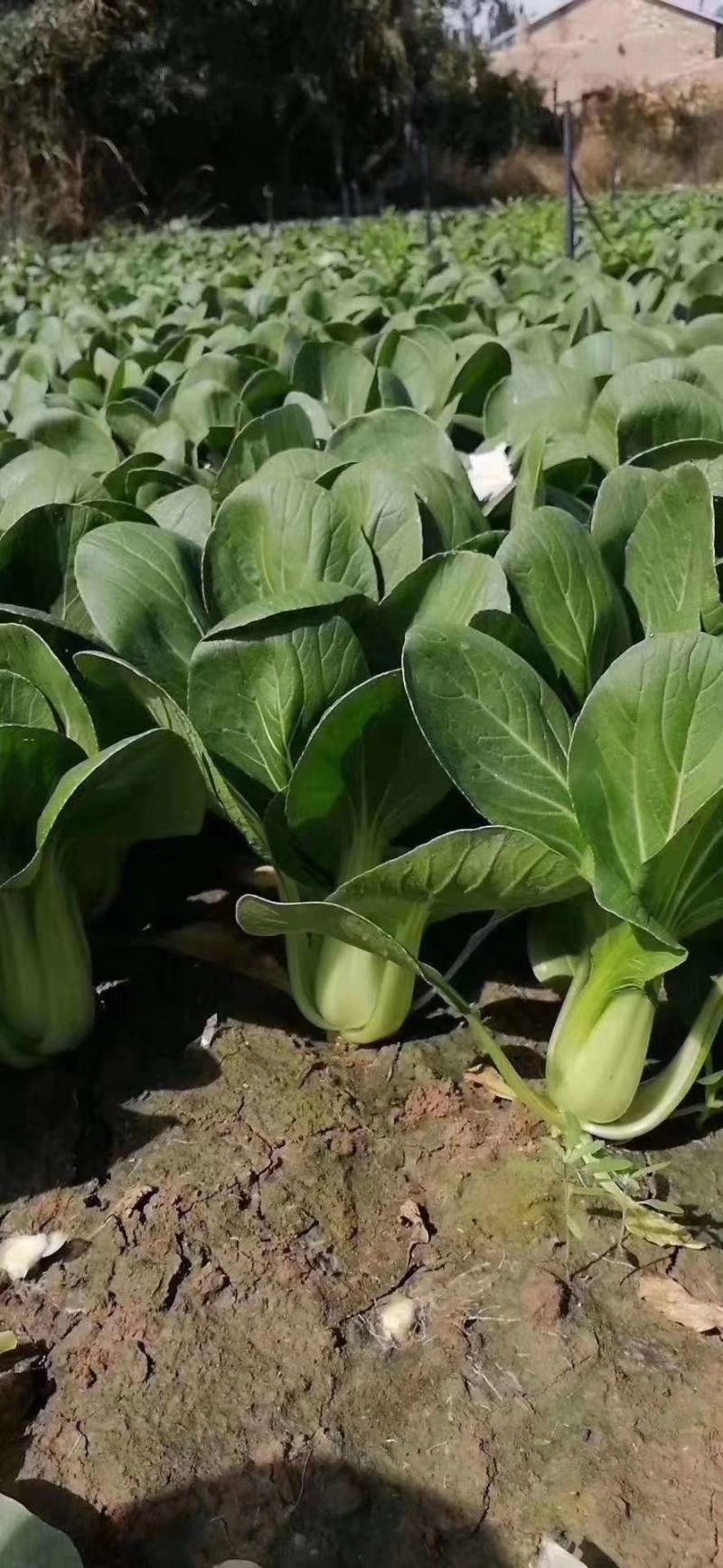 耐寒耐抽苔寒秀青梗油菜种子