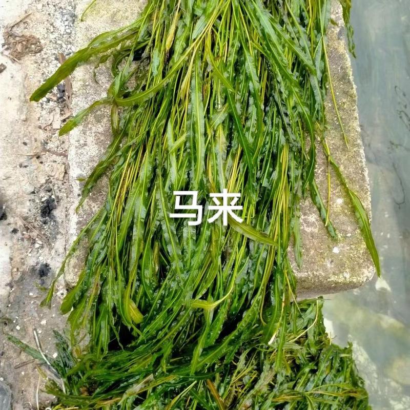 永信水生伊乐藻轮叶黑藻马来眼子菜金鱼藻各种沉水植