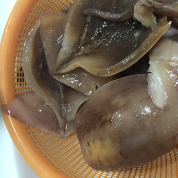 越南黑鱿鱼