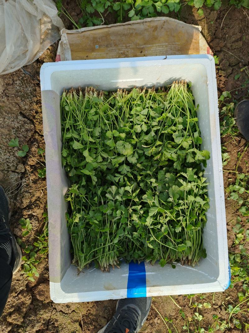 山东金乡陆地香菜大量上市产地直发保质保量全国发货