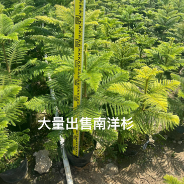 南洋杉