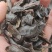 蛞蝓鼻涕虫，中药材，量大从优，一手货源，欢迎采购