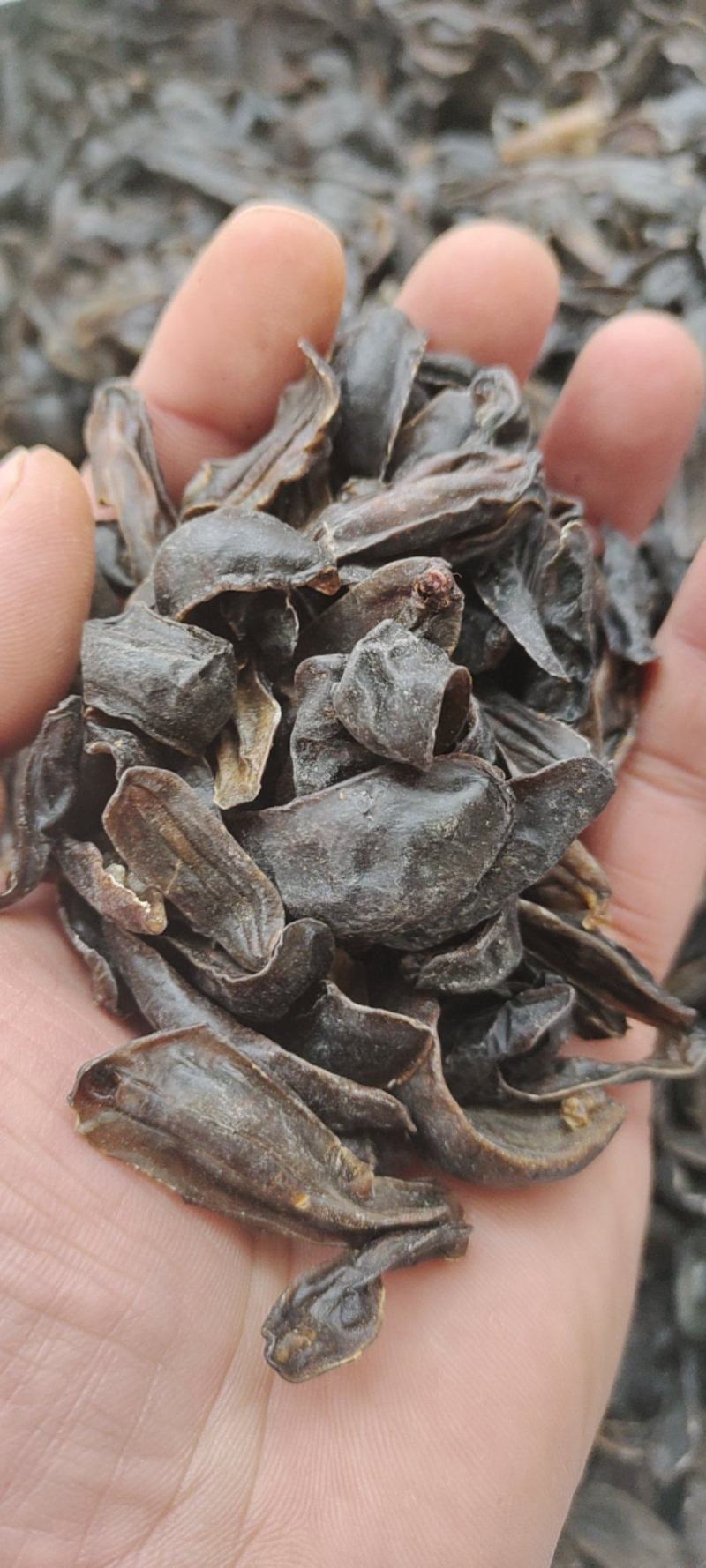 蛞蝓鼻涕虫，中药材，量大从优，一手货源，欢迎采购