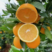 纽荷尔脐橙，产地一手货源，质量保证，欢迎来电咨询