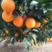 纽荷尔脐橙，产地一手货源，质量保证，欢迎来电咨询