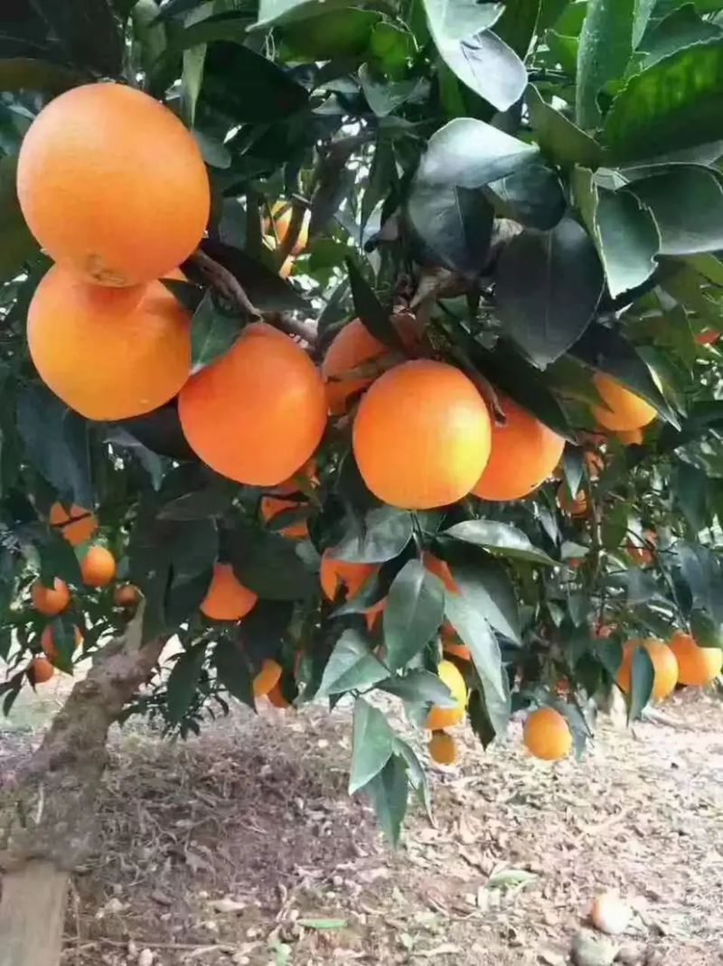 纽荷尔脐橙，重庆脐橙，产地货源，对接大型批发商采购商