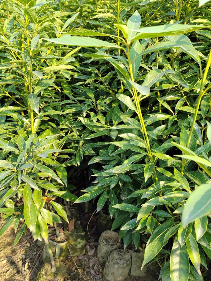 基地直发两年生楠木营养袋苗、三年生楠木营养袋苗