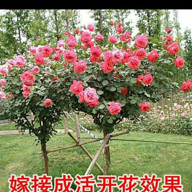 山木香，嫁接绿化，