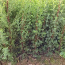 基地直发各种规格柏木容器苗，无纺布营养袋柏木苗，大杯苗
