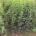 基地直发各种规格柏木容器苗，无纺布营养袋柏木苗，大杯苗