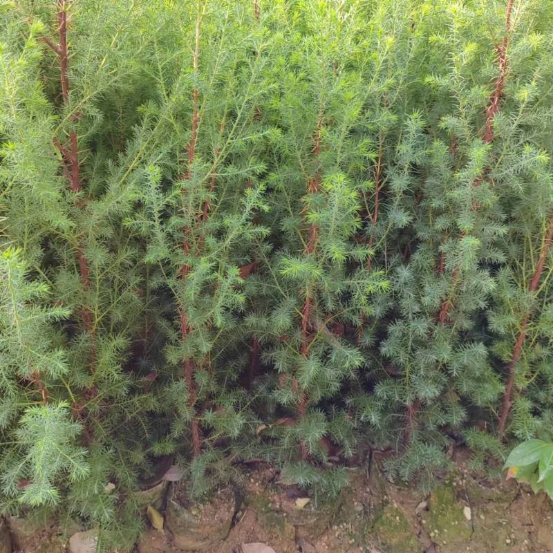 基地直发各种规格柏木容器苗，无纺布营养袋柏木苗，大杯苗