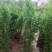 基地直发各种规格柏木容器苗，无纺布营养袋柏木苗，大杯苗
