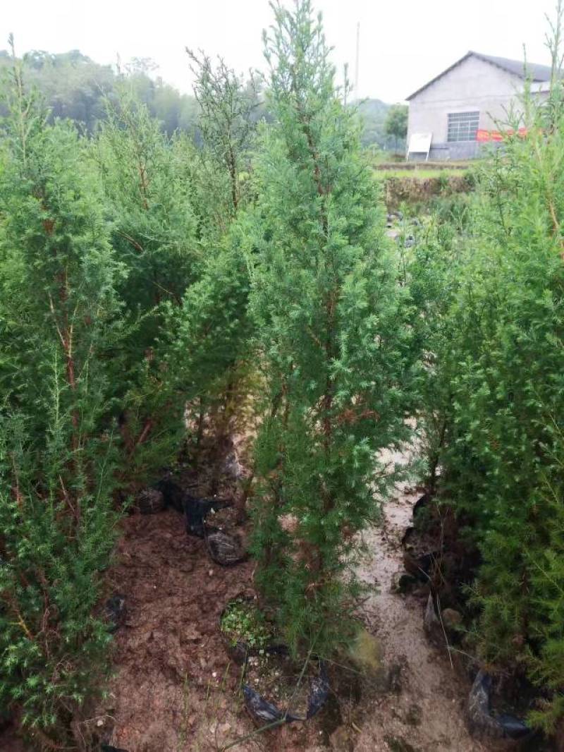 基地直发各种规格柏木容器苗，无纺布营养袋柏木苗，大杯苗