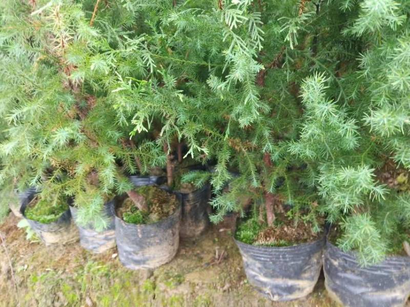 基地直发各种规格柏木容器苗，无纺布营养袋柏木苗，大杯苗