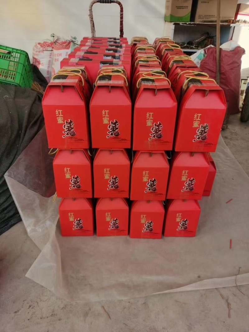 河北烟薯25现货供应现货批发，欢迎下单一手货源量大从优
