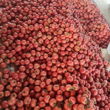 西红柿，芹菜，包心菜，花菜，