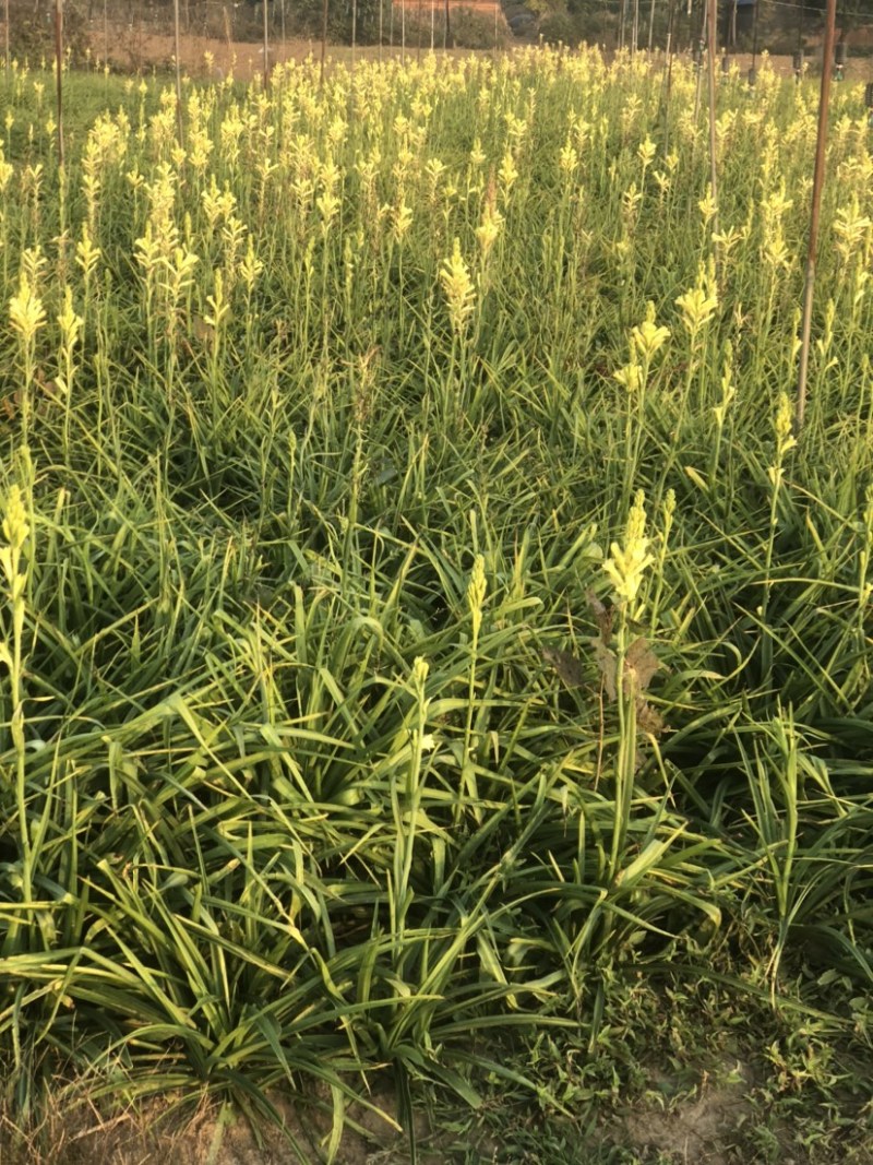 晚香玉球根，白粉黄3se