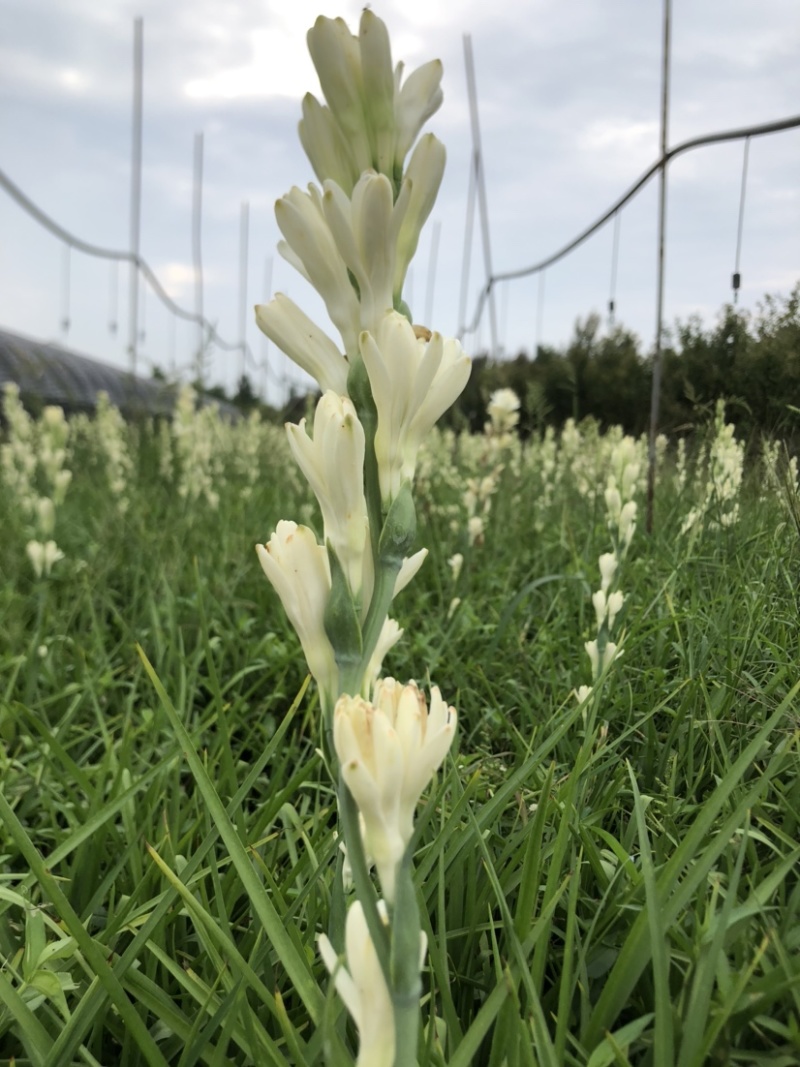 晚香玉球根，白粉黄3se