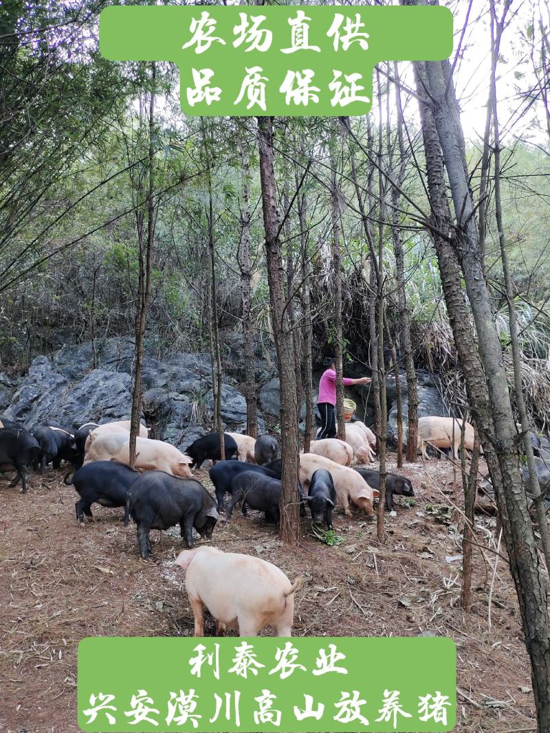 兴安漠川放养藏香猪肉、香猪肉、山猪肉、黑猪、土猪肉