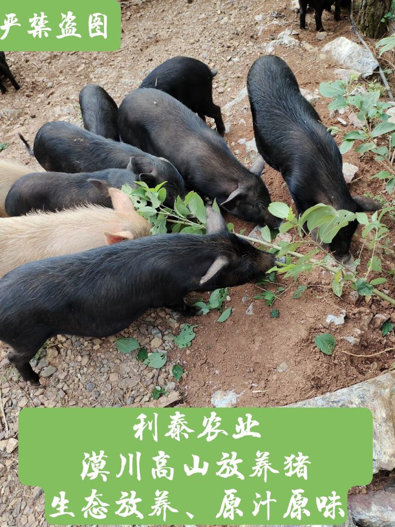 兴安漠川放养藏香猪肉、香猪肉、山猪肉、黑猪、土猪肉