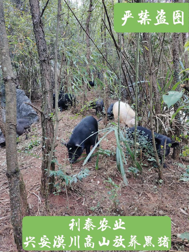 兴安漠川放养藏香猪肉、香猪肉、山猪肉、黑猪、土猪肉