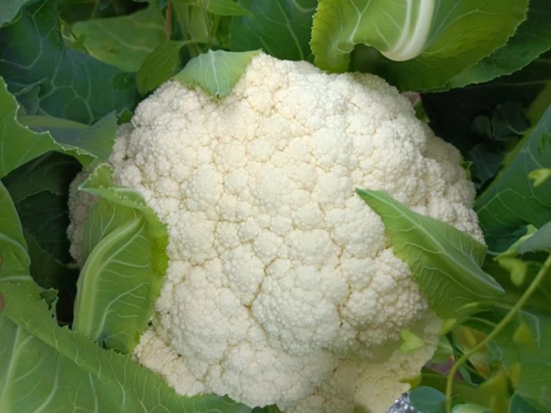 精品青梗小米松花