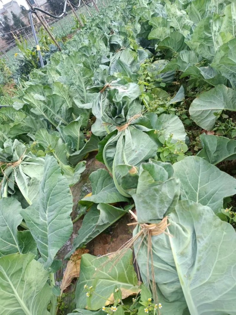 精品青梗小米松花