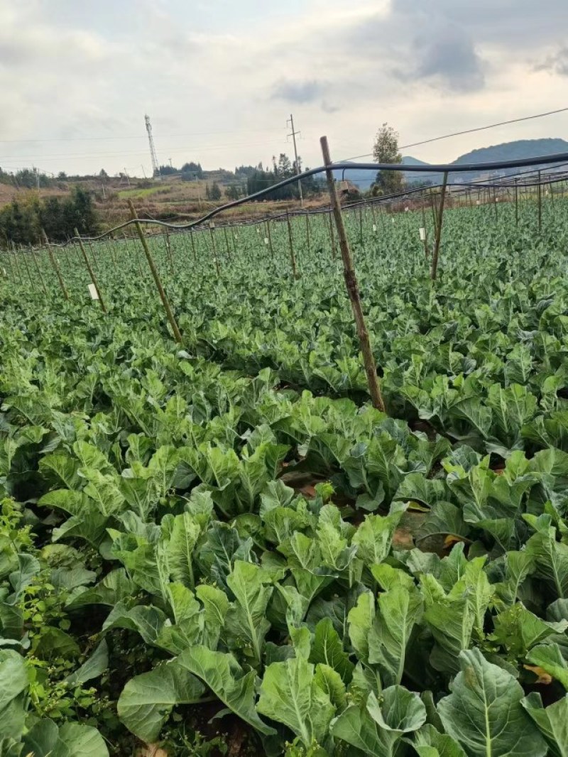 精品青梗小米松花
