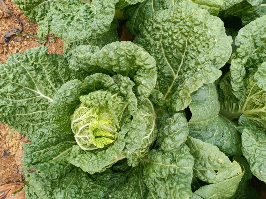 成品摆盘：透明玻璃碗中盛放三种娃娃菜生食方案——左侧日式拌菜（琥珀色酱汁裹嫩叶）、中日式沙拉（红黄紫色彩明快）、右侧翠绿娃娃菜叶卷（露出粉白肉丝与橙黄牛油果）