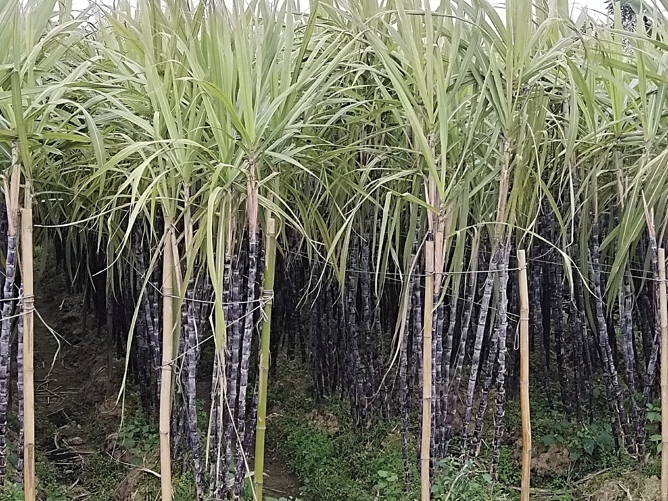 黑皮甘蔗植株特写